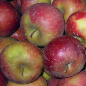 Pommes DALINETTE - 1er choix - Gros calibre